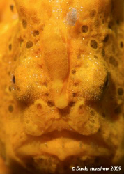 Full frontal - Painted Frogfish. Taken with D200 and 60mm... by David Henshaw 